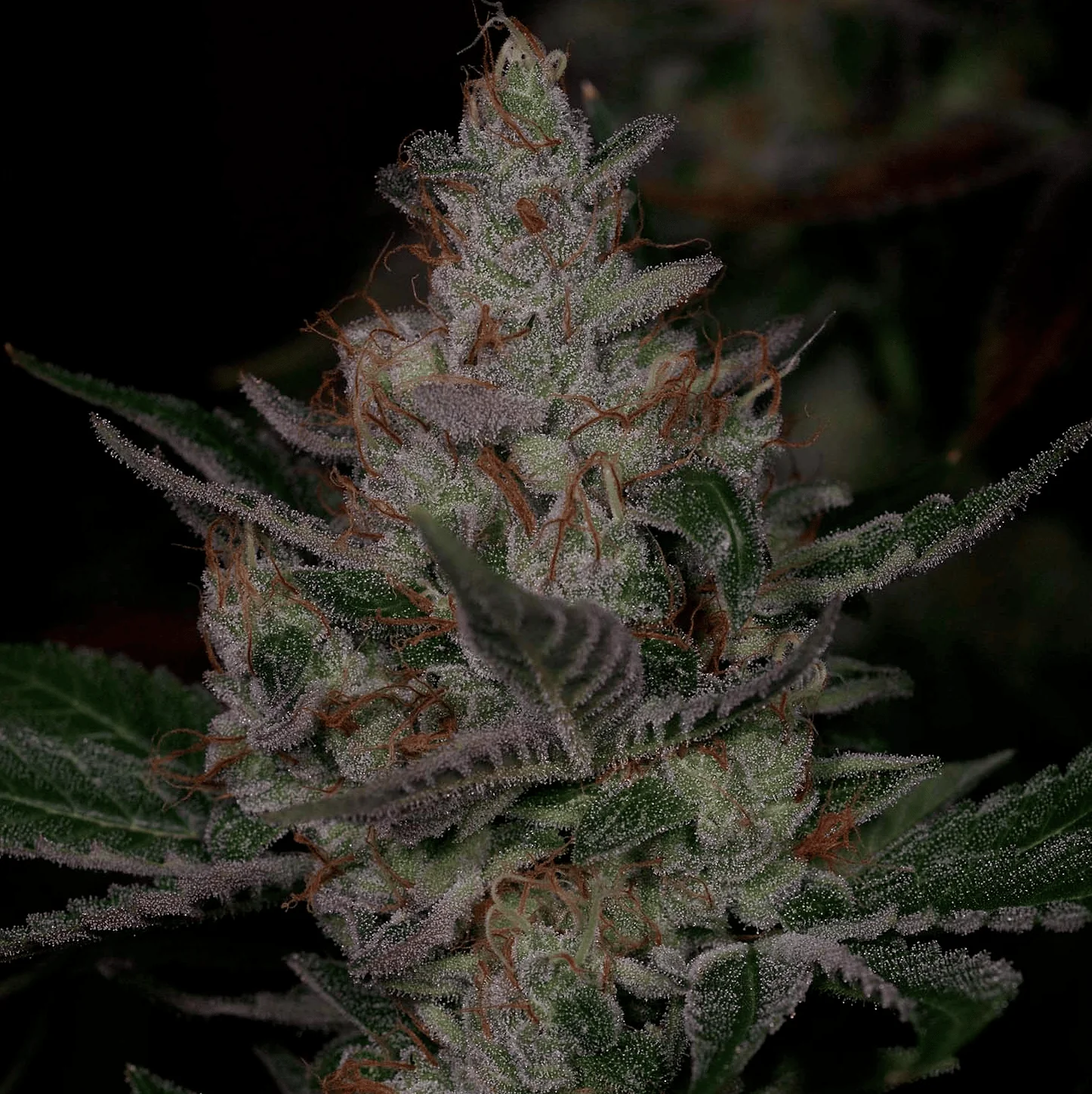 Archive - Sour Face - Image 3