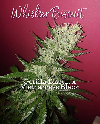 Blackbird Preservations - Whisker Biscuit F3 - Image 2