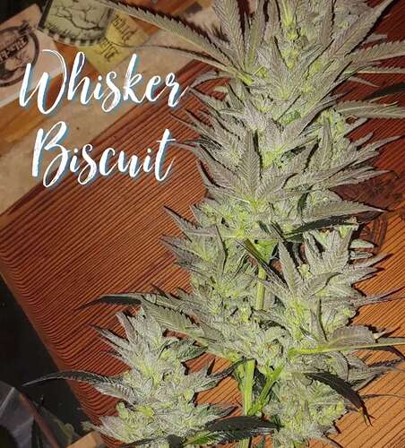 Blackbird Preservations - Whisker Biscuit F3 - Image 3