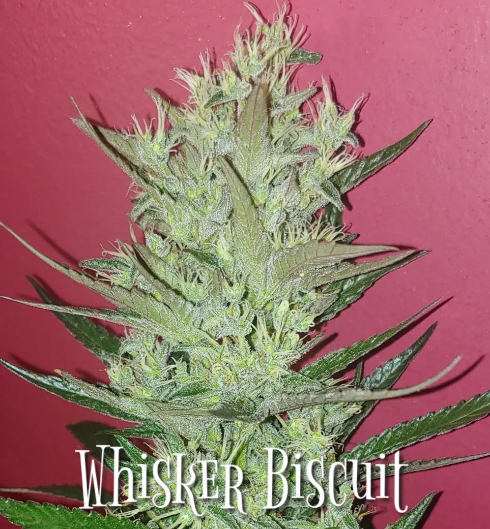Blackbird Preservations - Whisker Biscuit F3 - Image 4