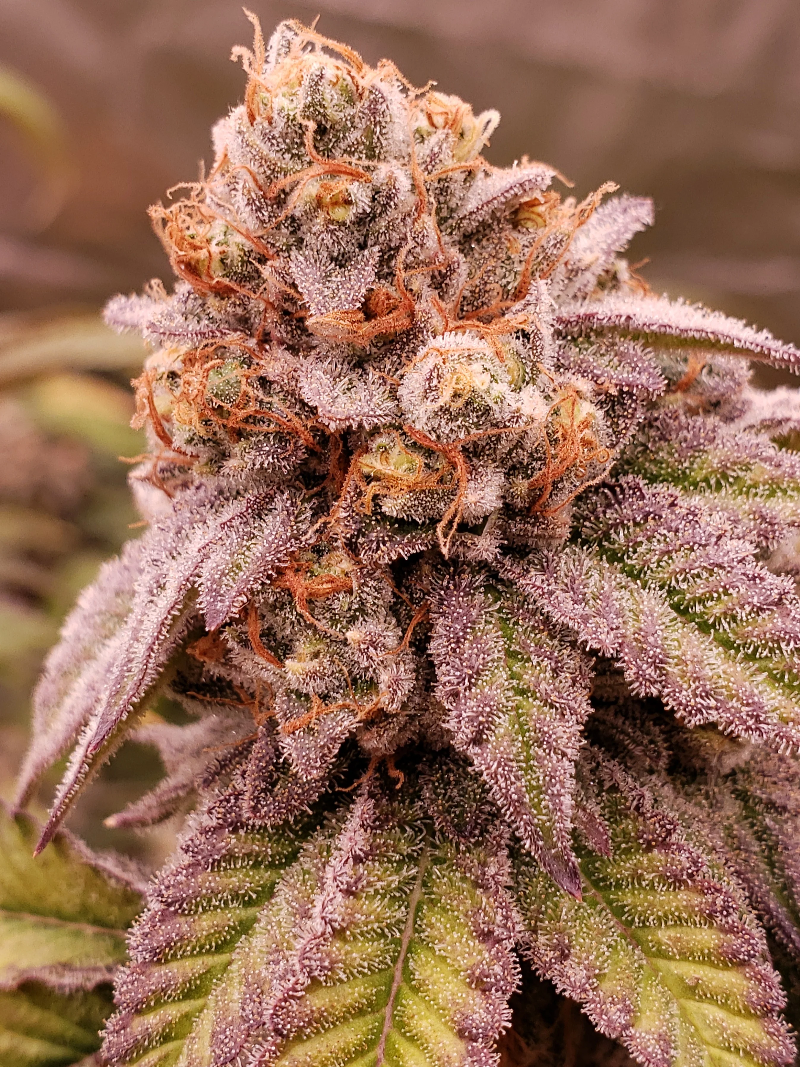 Blaze it Panda - Born in the Purple