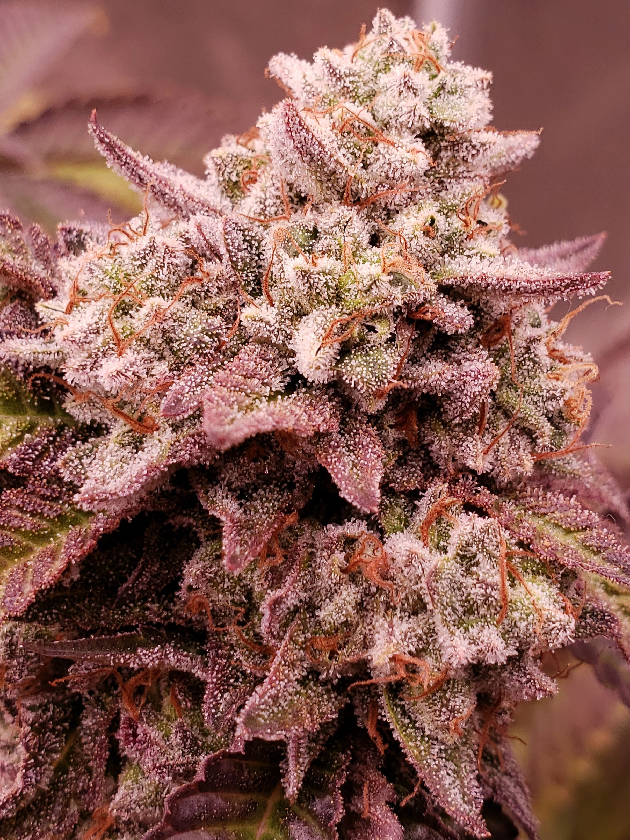 Blaze it Panda - Born in the Purple - Image 2
