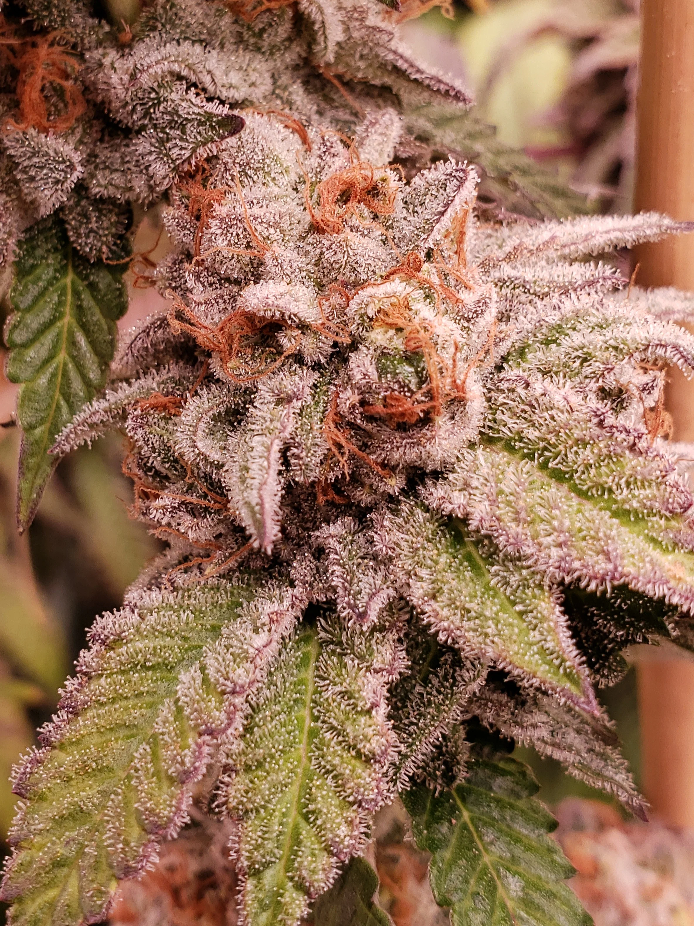 Blaze it Panda - Born in the Purple - Image 3