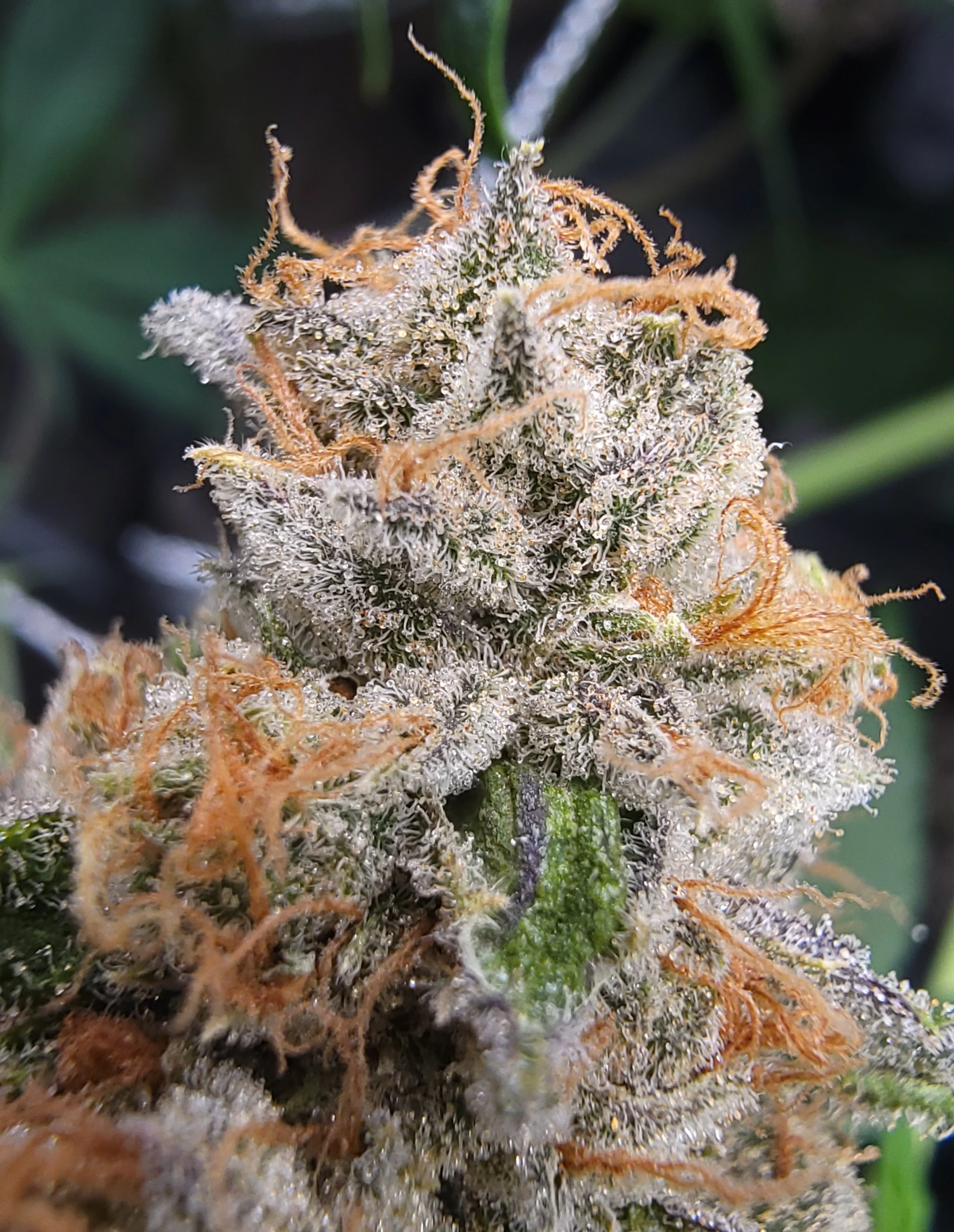 Blaze it Panda - Cloud Magic - Image 3