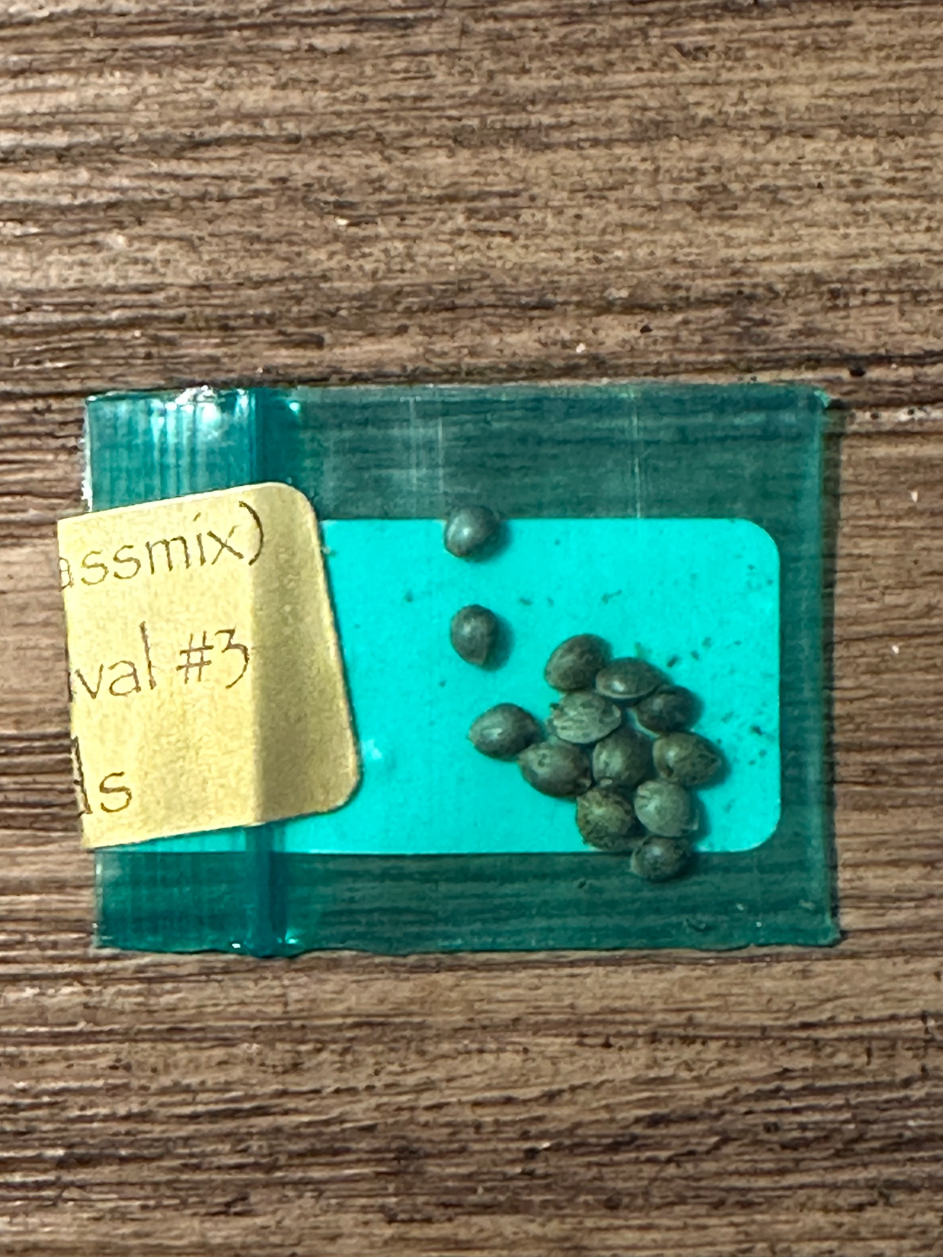 Bodhi - Skunk Hash Plant (Outdoor Skunk Revival #3) - Image 2