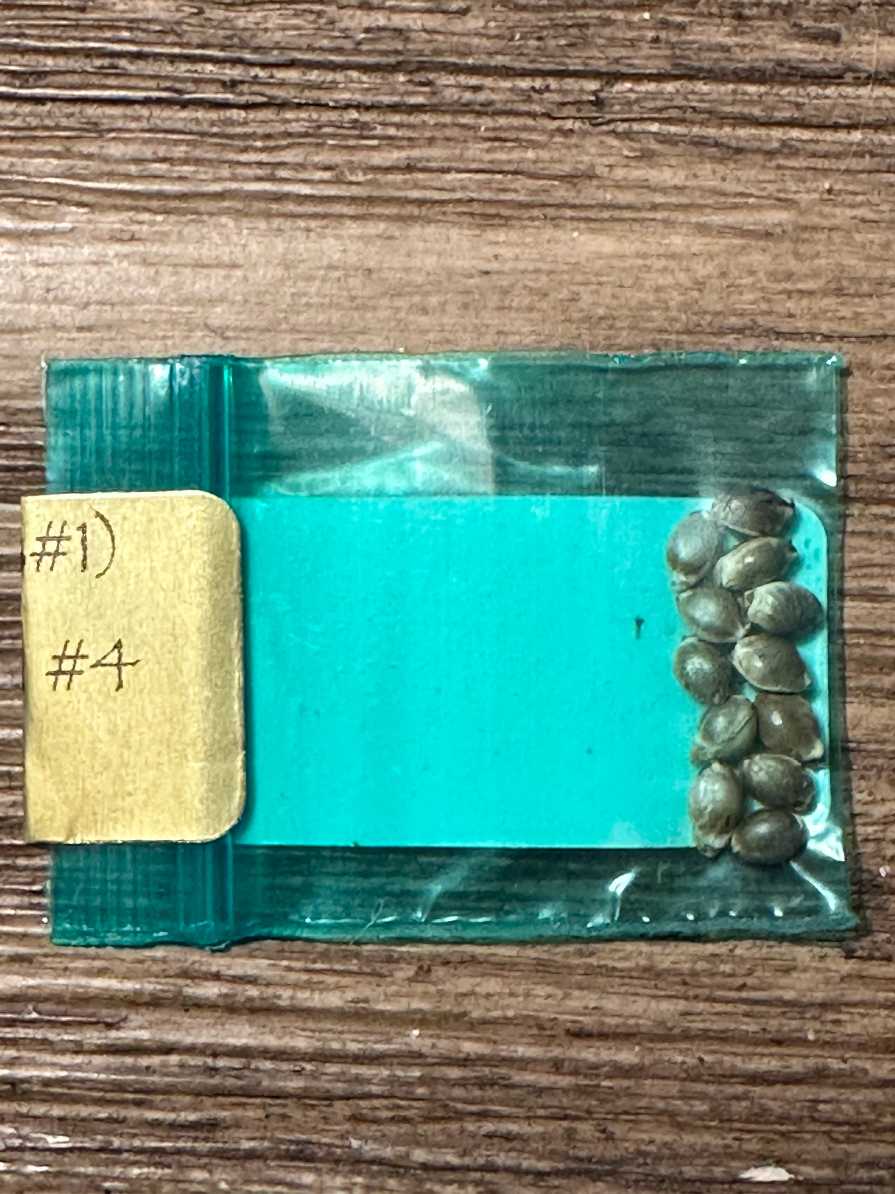 Bodhi - Skunk Hash Plant (Outdoor Skunk Revival #4) - Image 2