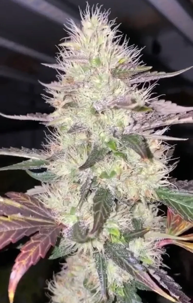 Chem Lab - Wicked Gas - Image 5