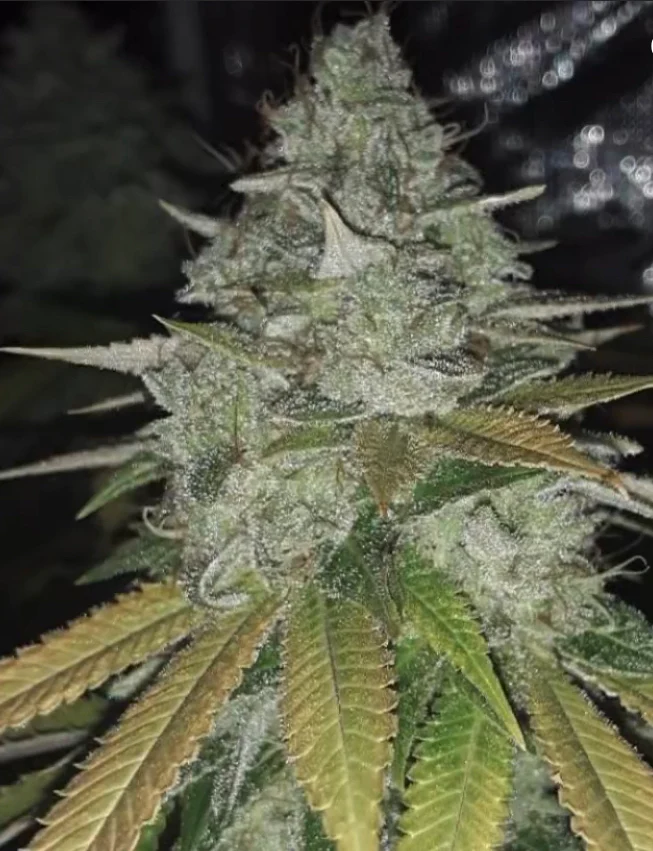 Chem Lab - Wicked Sour - Image 3