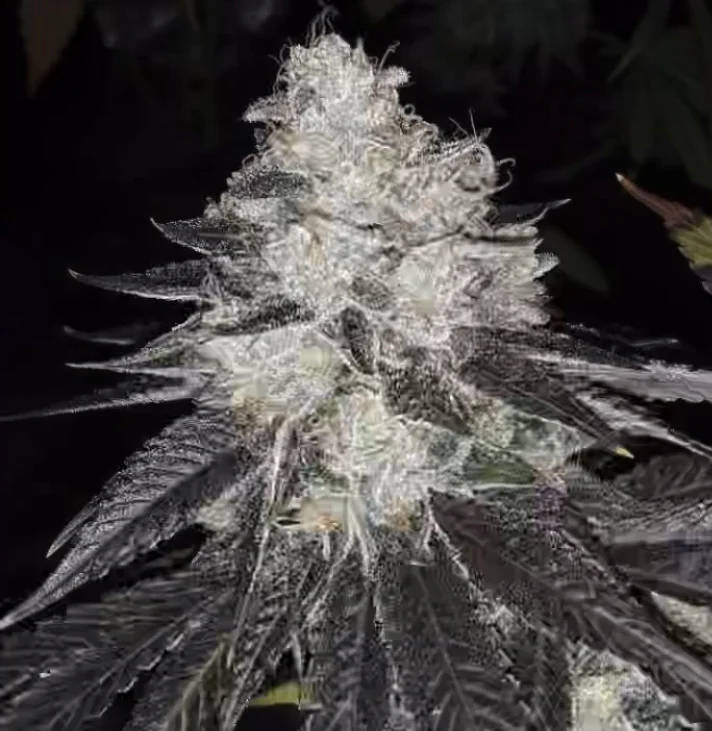 Chem Lab - Wicked Sour - Image 4