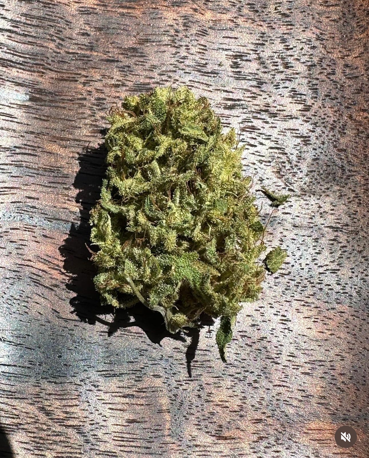 Coastal Seed Co - Aunt of Farouk x Colombian - Image 3