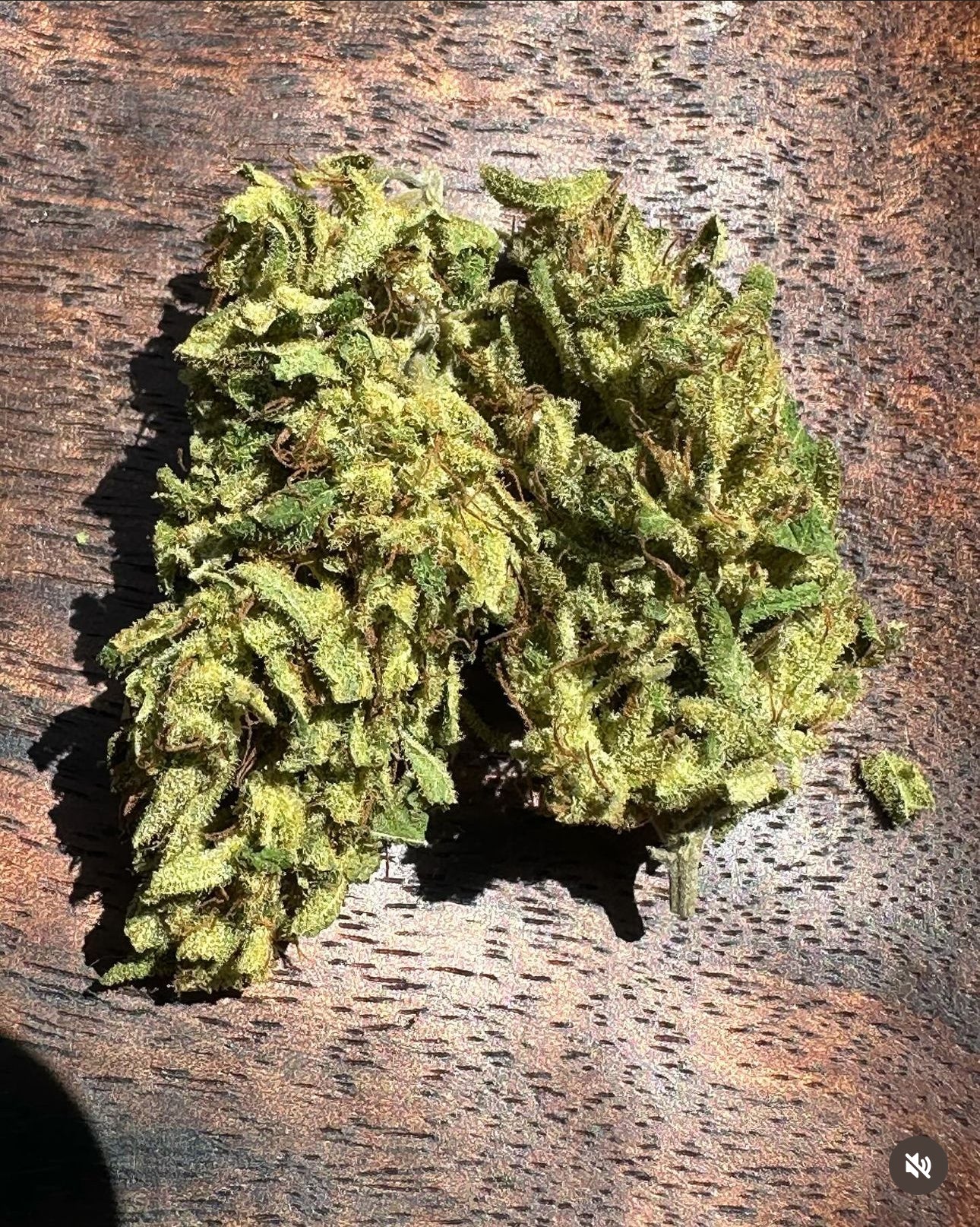 Coastal Seed Co - Aunt of Farouk x Colombian - Image 4