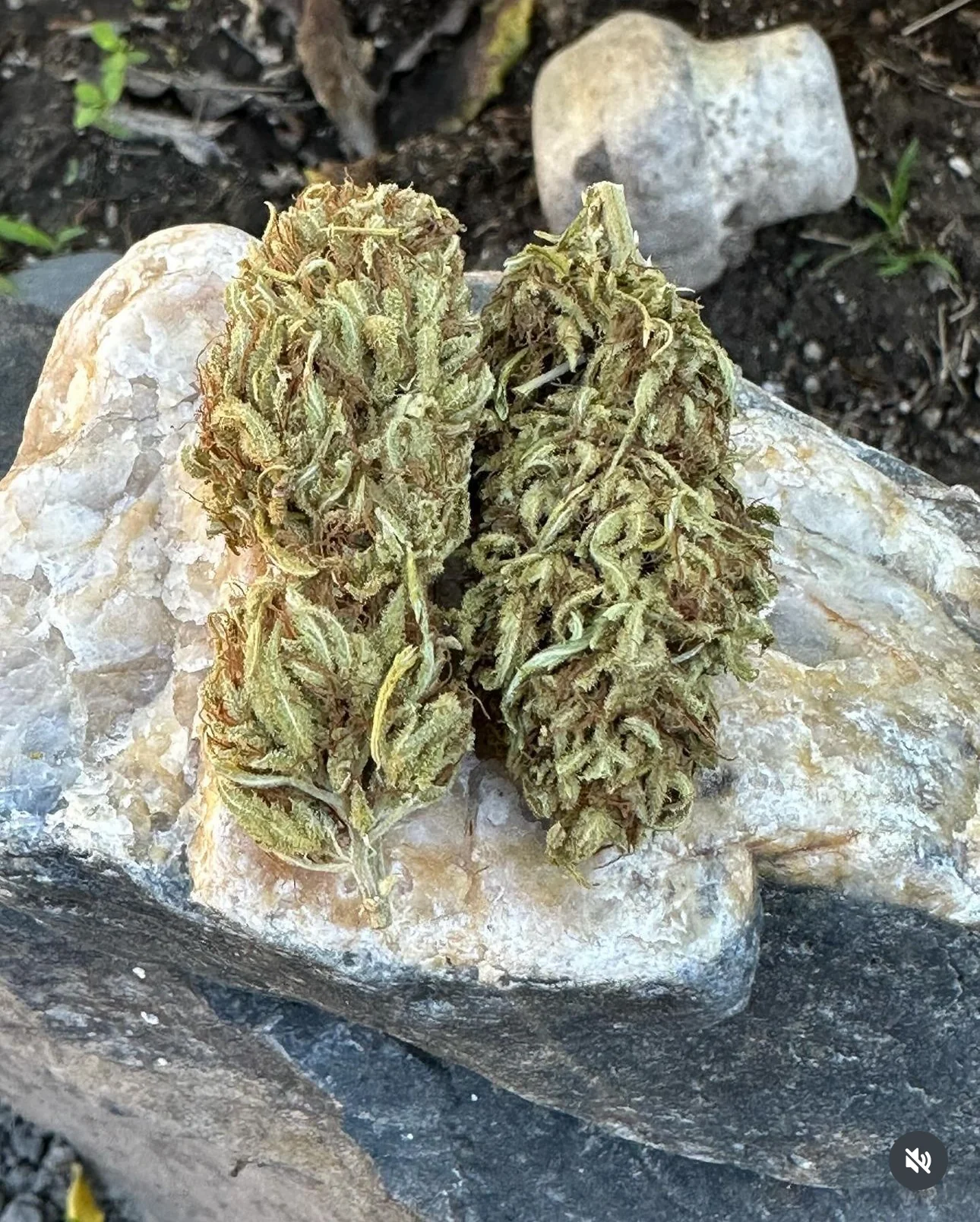 Coastal Seed Co - Maui Wowie x Thai - Image 2
