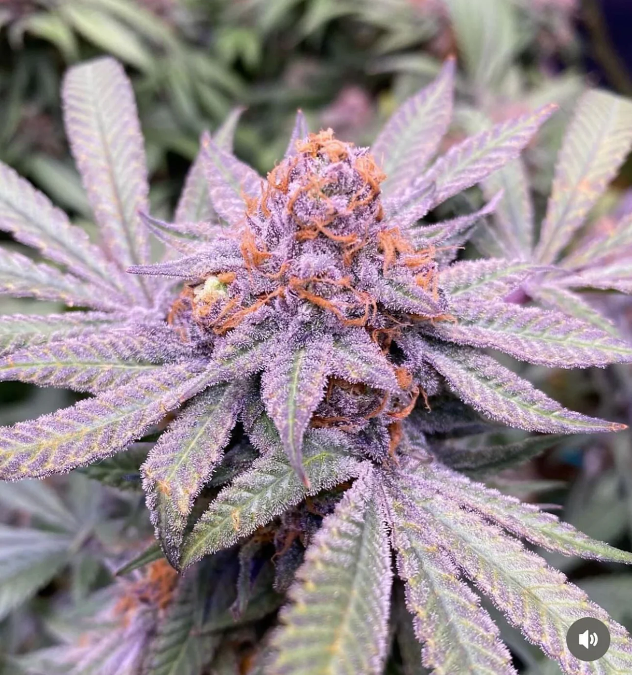 CSI: Humboldt - Granddaddy Purple S1 - Image 2
