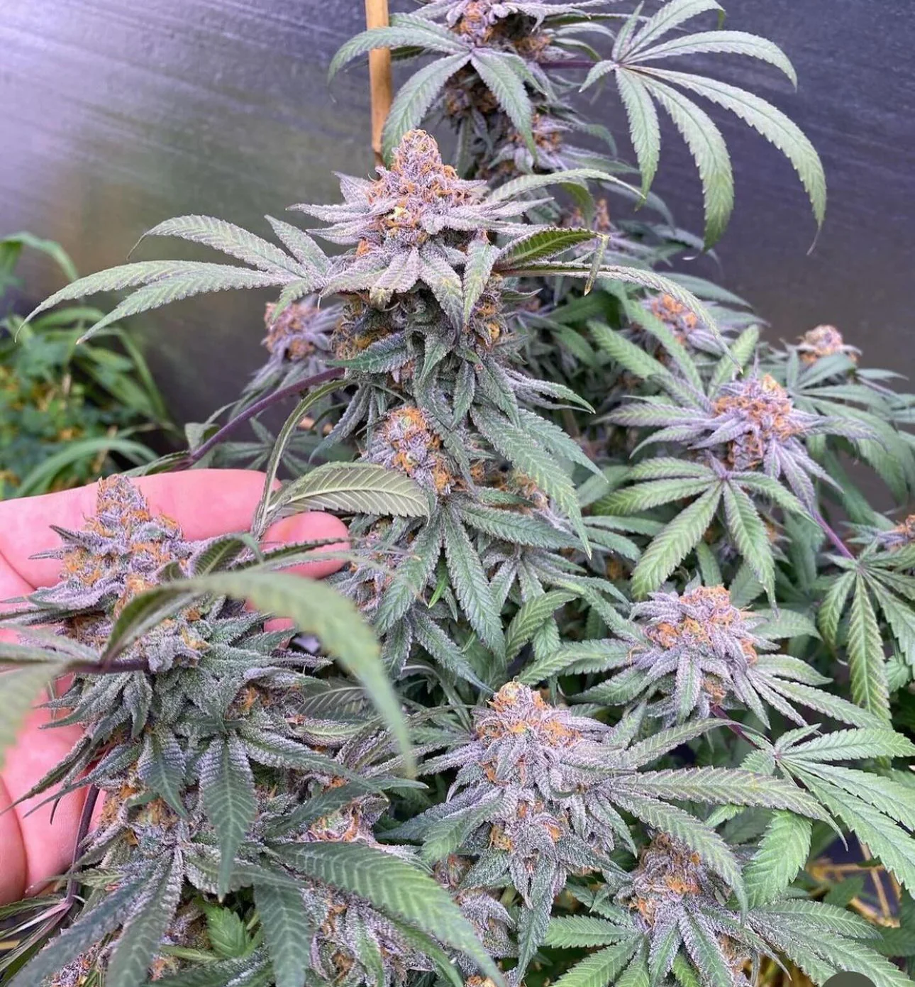 CSI: Humboldt - Granddaddy Purple S1 - Image 3
