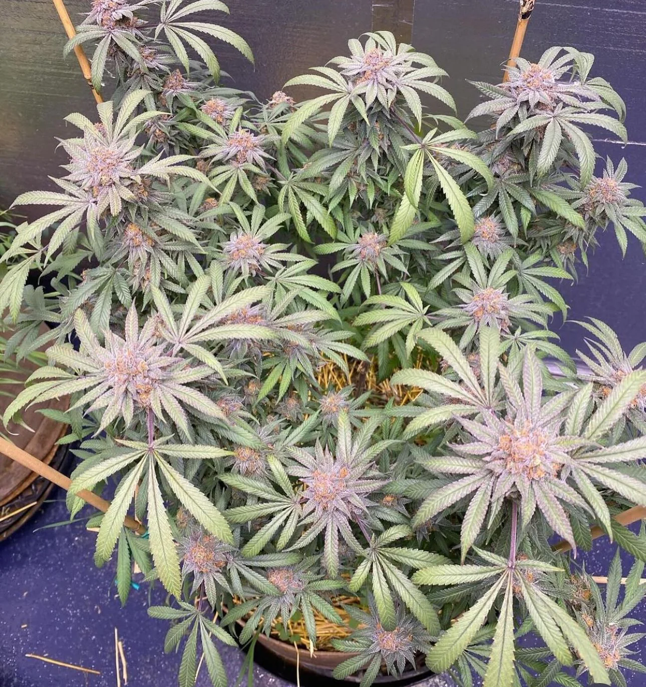 CSI: Humboldt - Granddaddy Purple S1 - Image 4