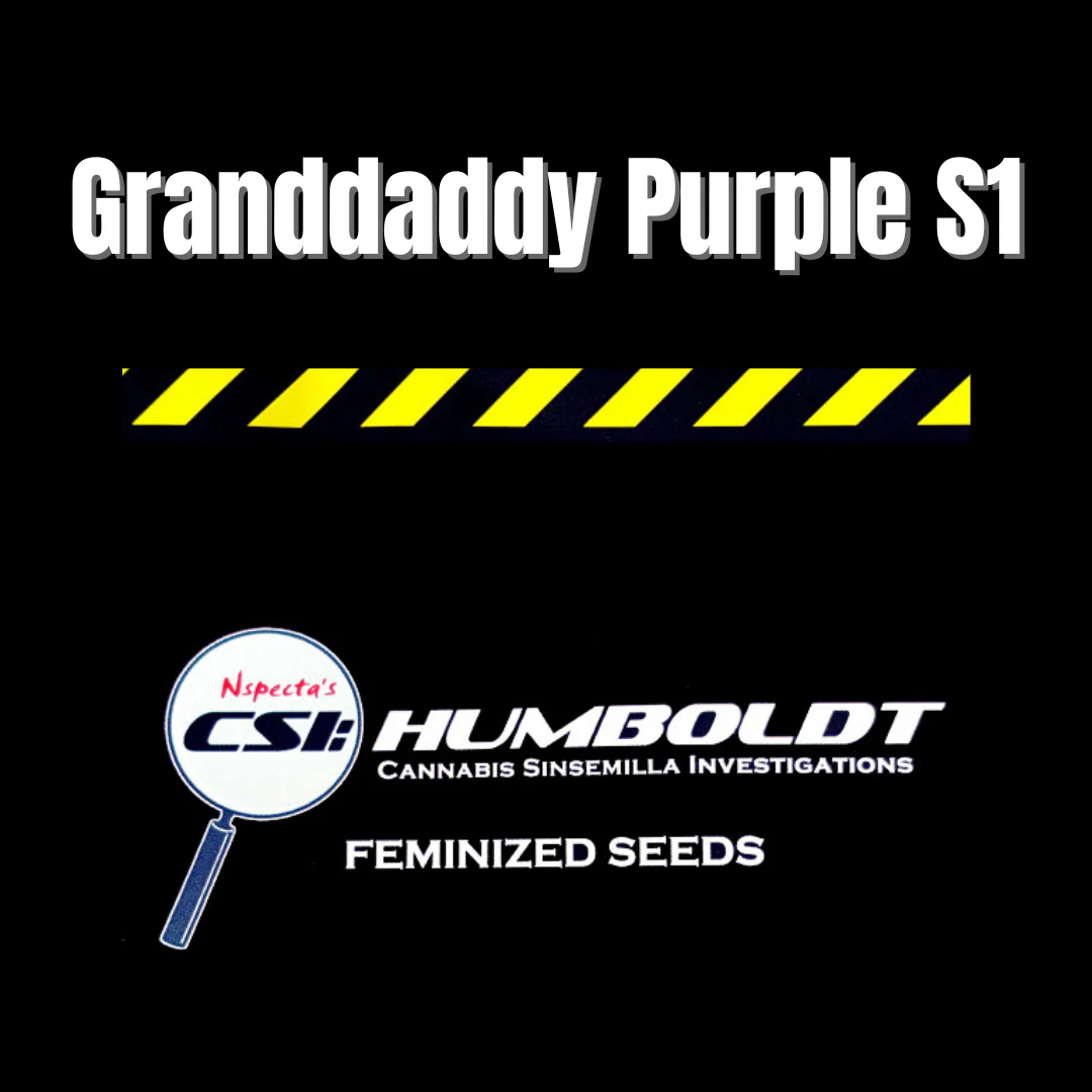 CSI: Humboldt - Granddaddy Purple S1 - Image 5