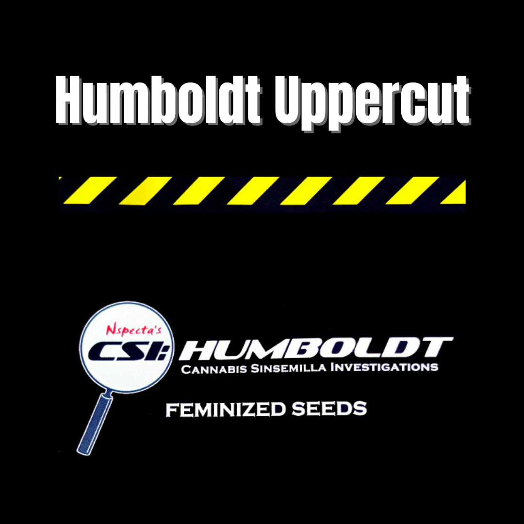 CSI: Humboldt - Humboldt Uppercut - Image 7
