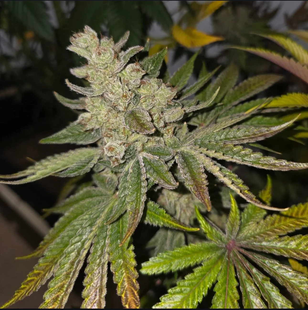CSI: Humboldt - Lemon Party S1 - Image 2