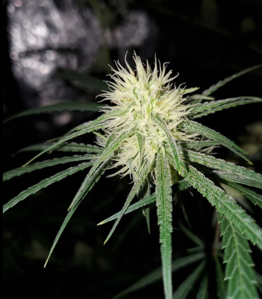 Deadpanhead Seeds - Costa Chica - Image 2