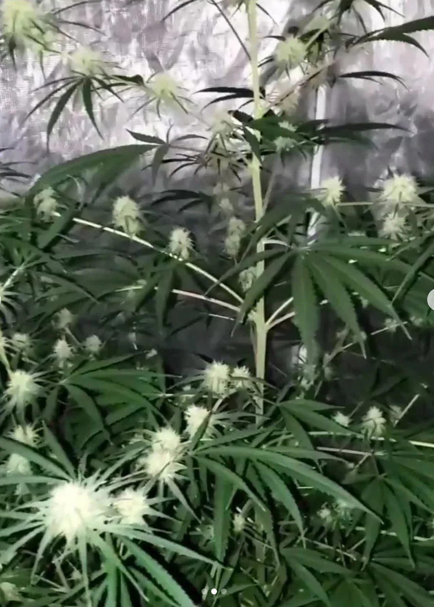 Deadpanhead Seeds - Costa Chica - Image 3