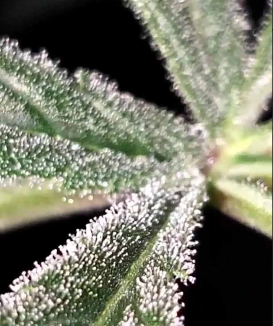 Deadpanhead Seeds - Costa Chica - Image 4