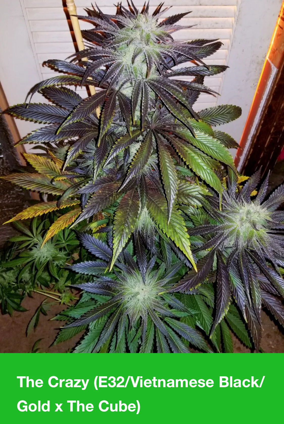 Deadpanhead Seeds - The Crazy - Image 2