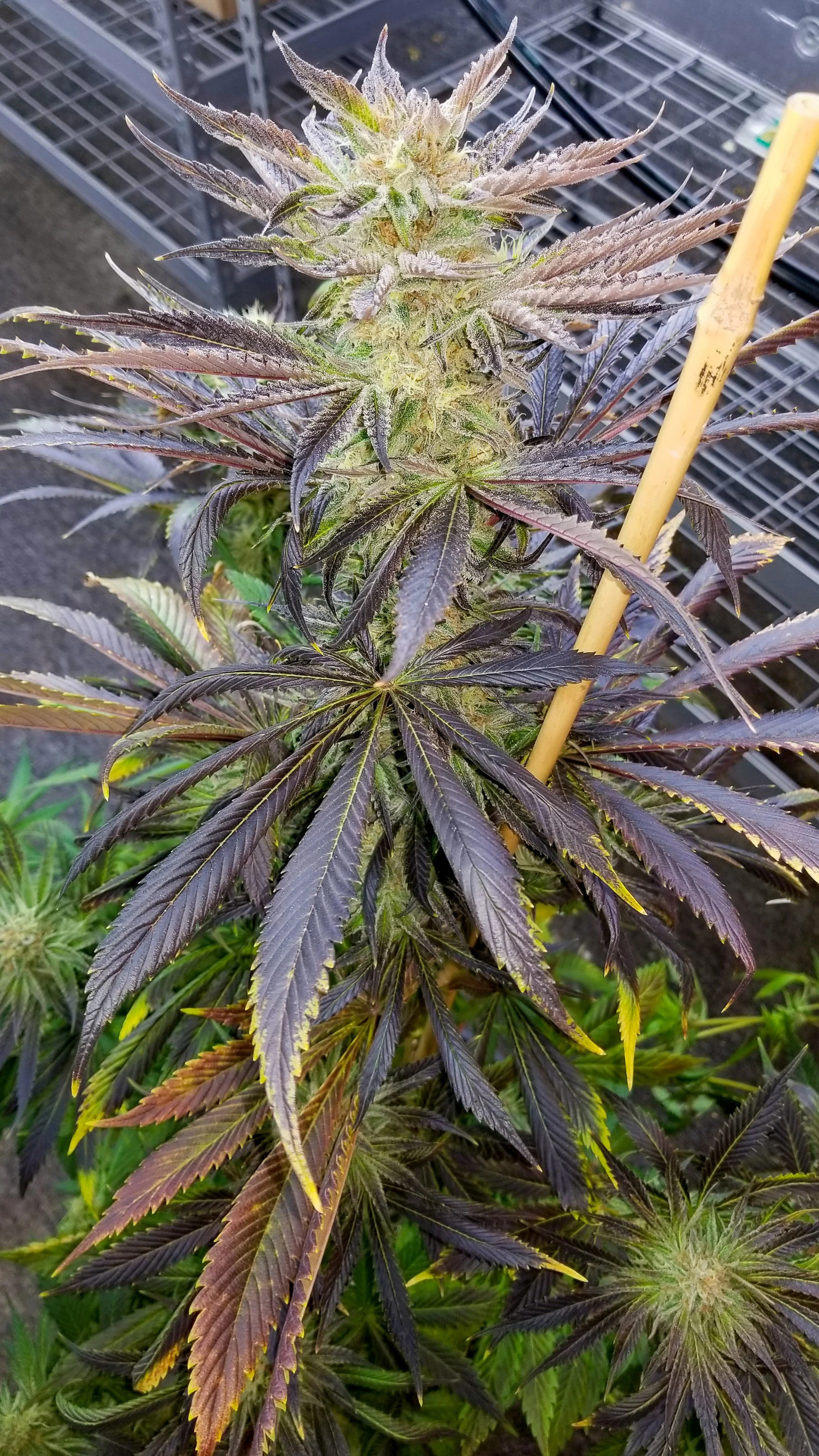 Deadpanhead Seeds - The Crazy - Image 3