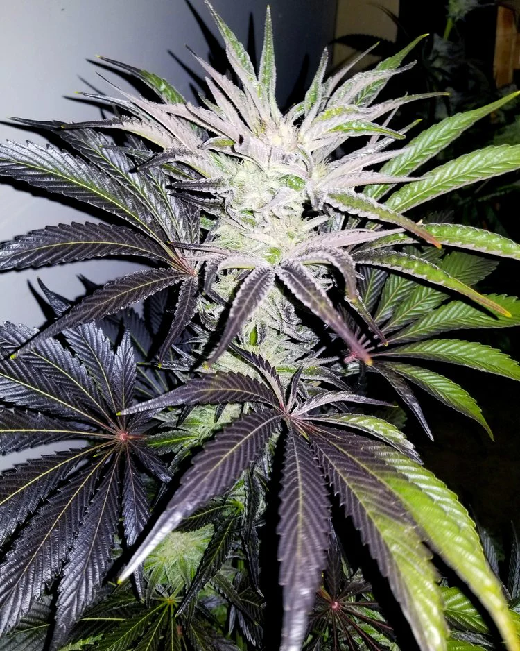 Deadpanhead Seeds - The Crazy - Image 4