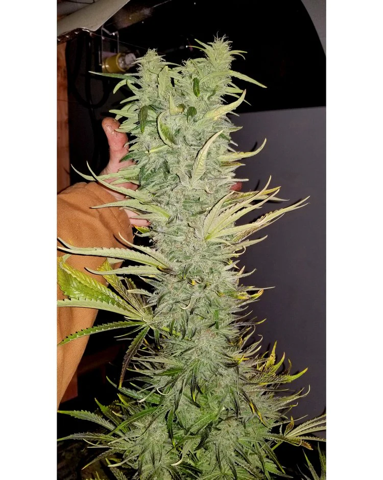 Deadpanhead Seeds - The Crazy - Image 5