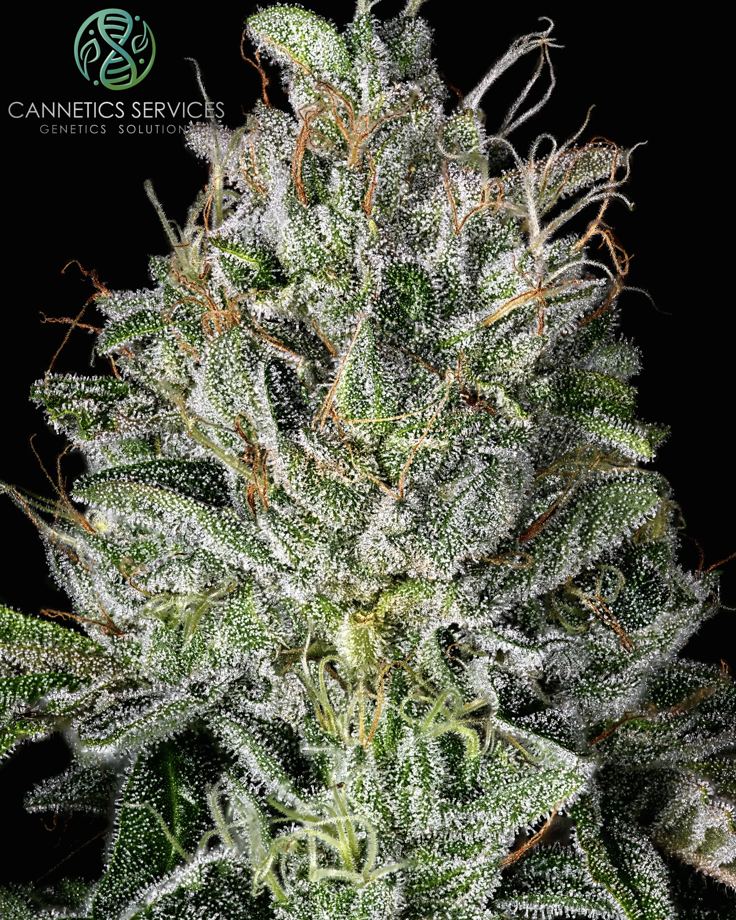 Freeborn Selections - Double Pure Kush - Image 2