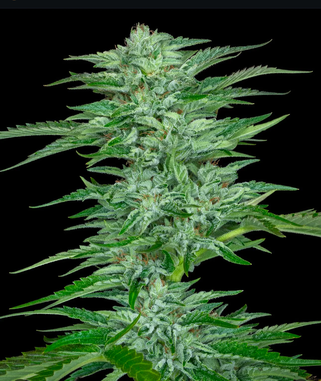 Freeborn Selections - Double Pure Kush - Image 3