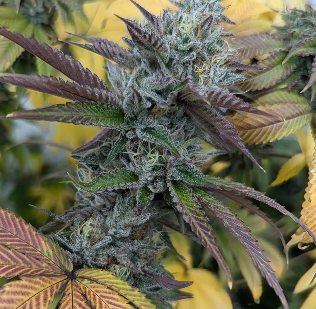 Freeborn Selections - Lime 1 x Hindu (F)