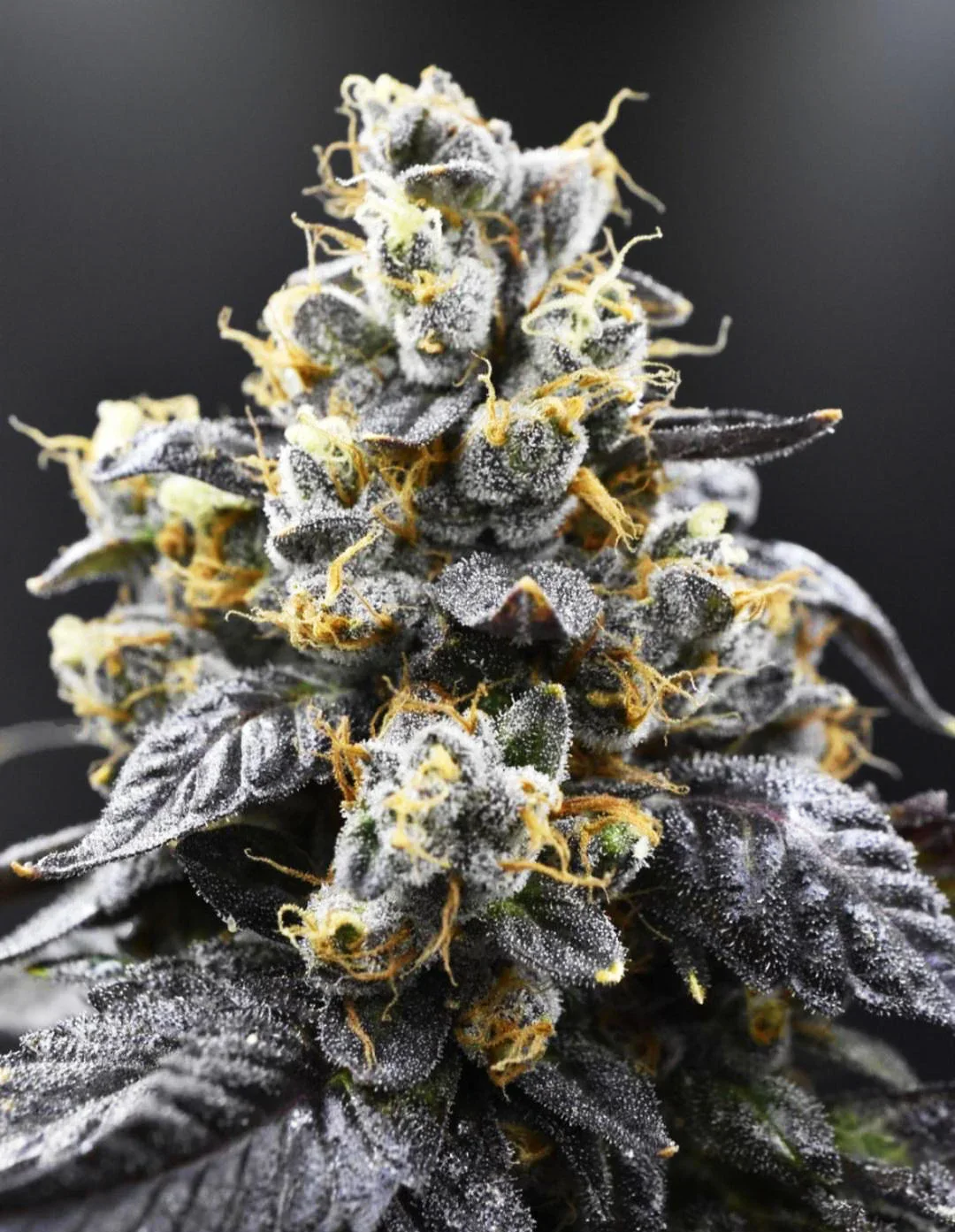 Freeborn Selections - Lime Sour #1 - Image 2