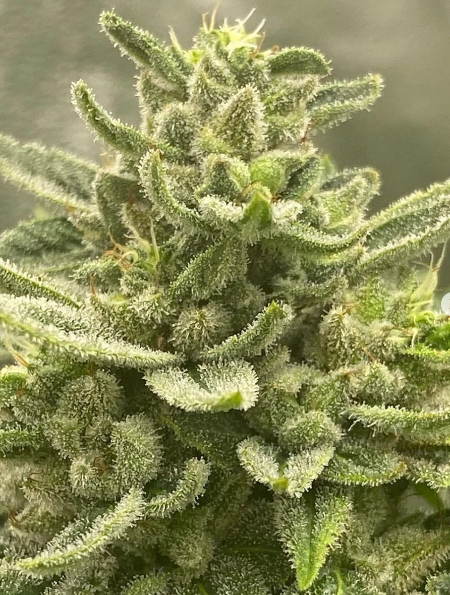 Hooligan Selections - Bermuda Limes