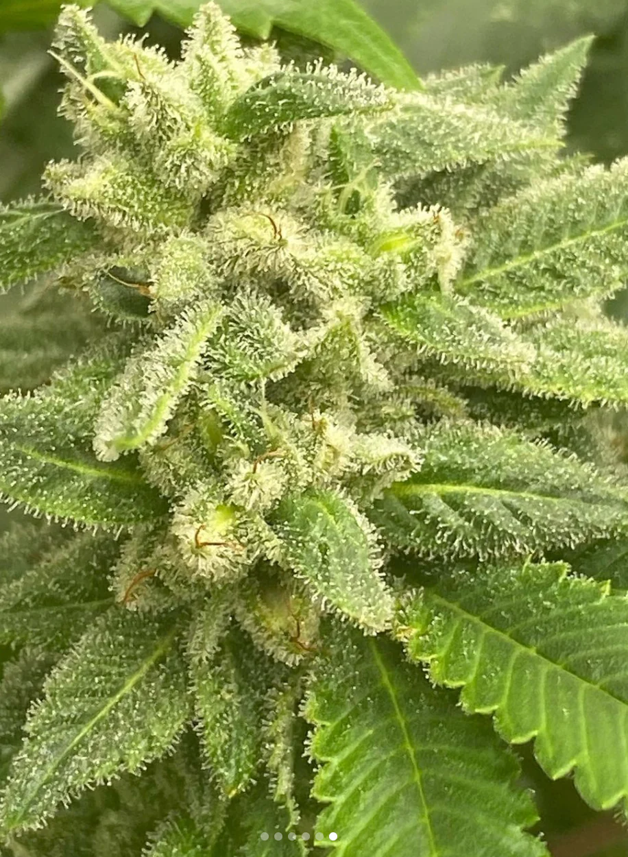Hooligan Selections - Bermuda Limes - Image 2