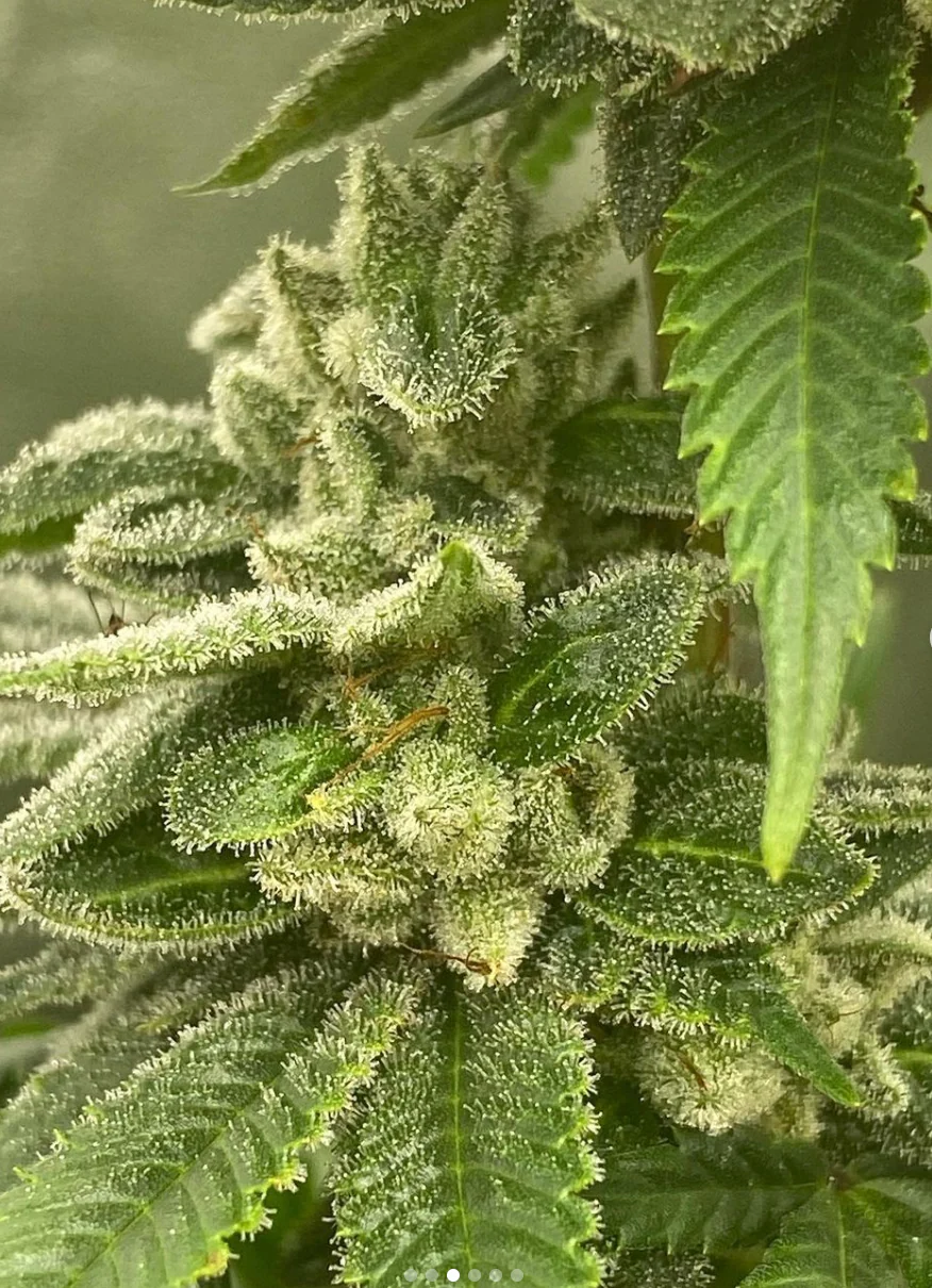 Hooligan Selections - Bermuda Limes - Image 3