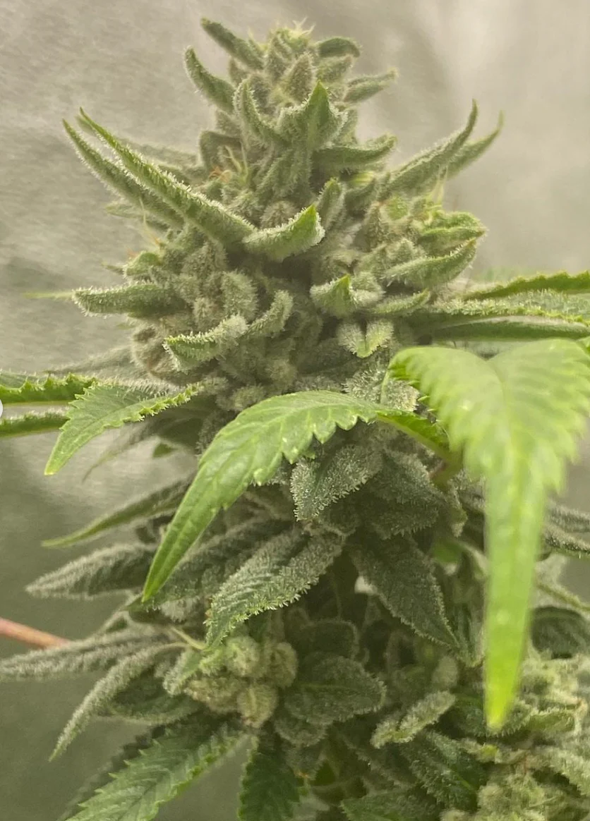 Hooligan Selections - Bermuda Limes - Image 4