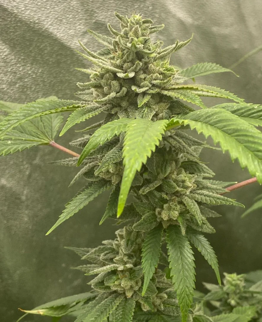 Hooligan Selections - Bermuda Limes - Image 5
