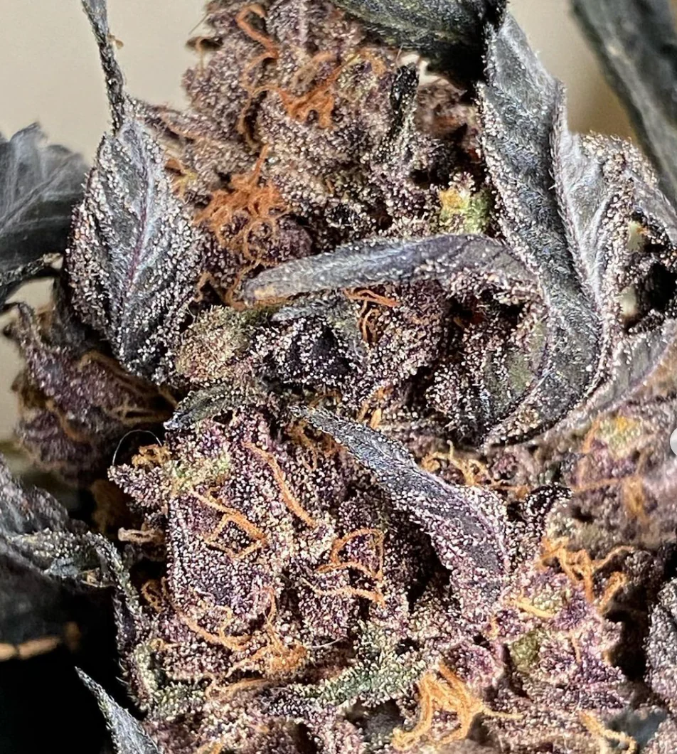 Hooligan Selections - CherryLimeade #4 x Lime F5 - Image 3