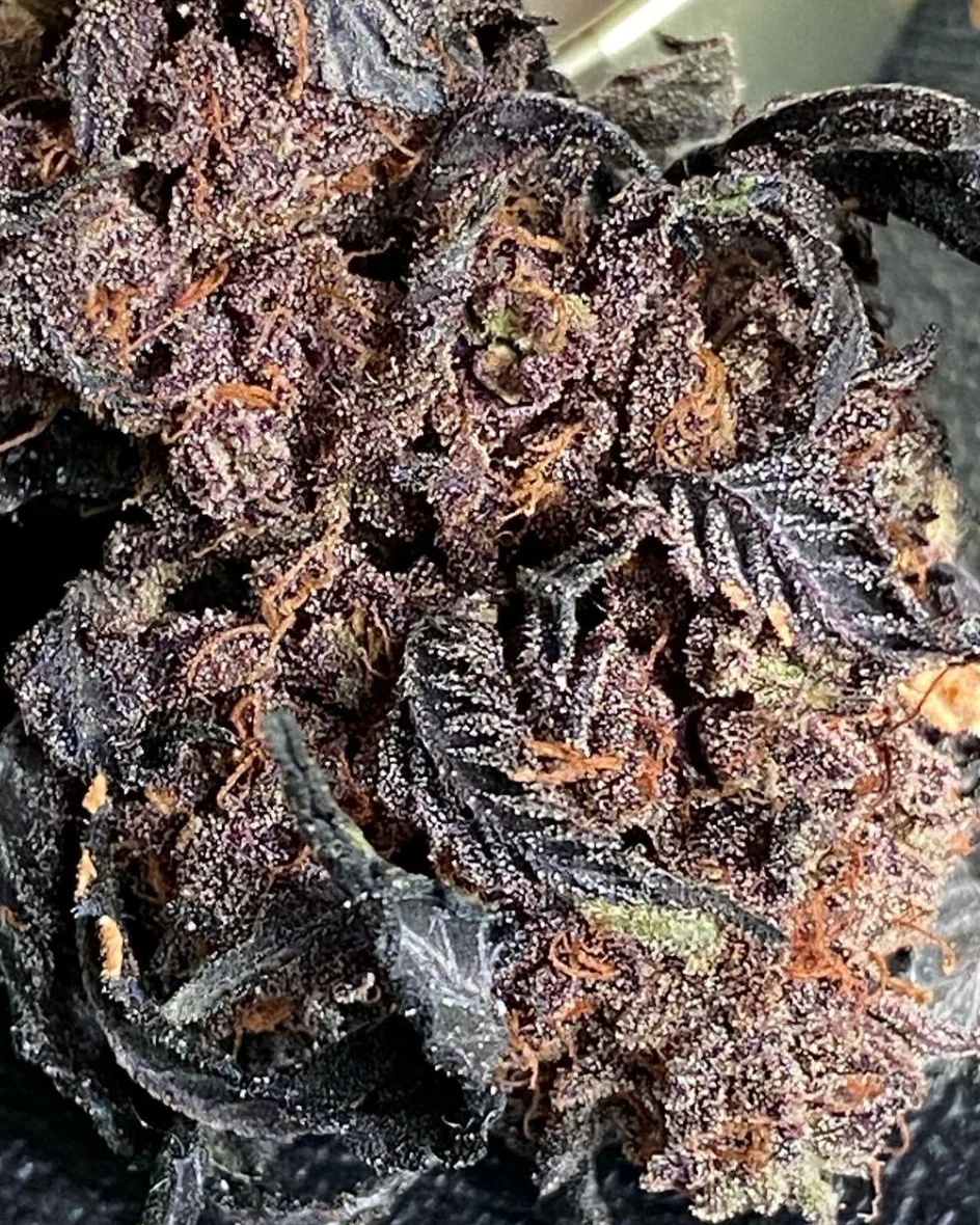 Hooligan Selections - CherryLimeade #4 x Lime F5 - Image 4