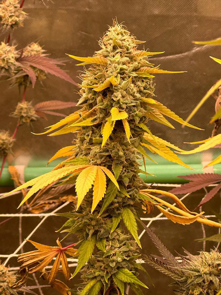 People Under The Stairs - Banana OG x (Sour Sanders/Sour Diesel bx 2) - Image 2