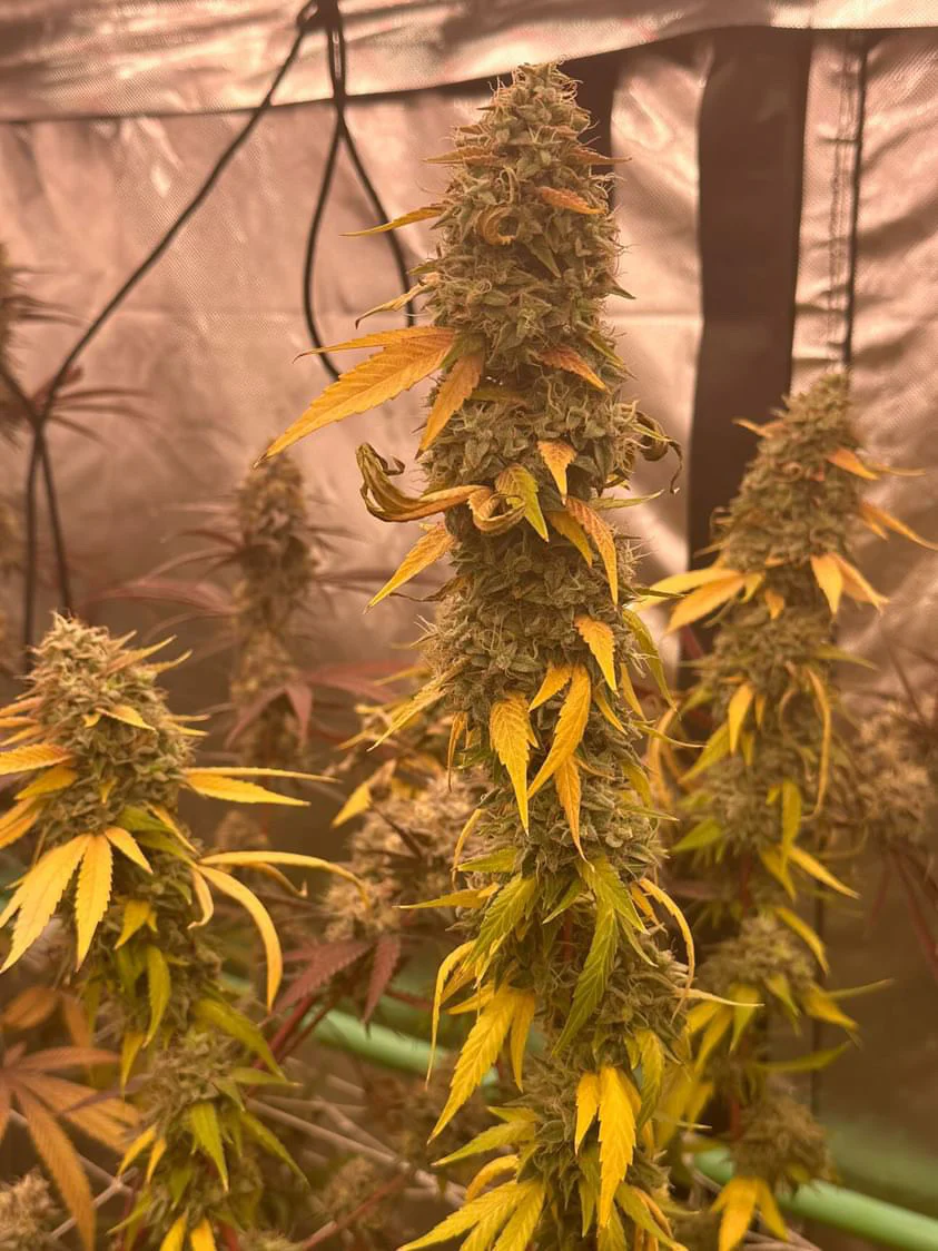 People Under The Stairs - Banana OG x (Sour Sanders/Sour Diesel bx 2) - Image 3