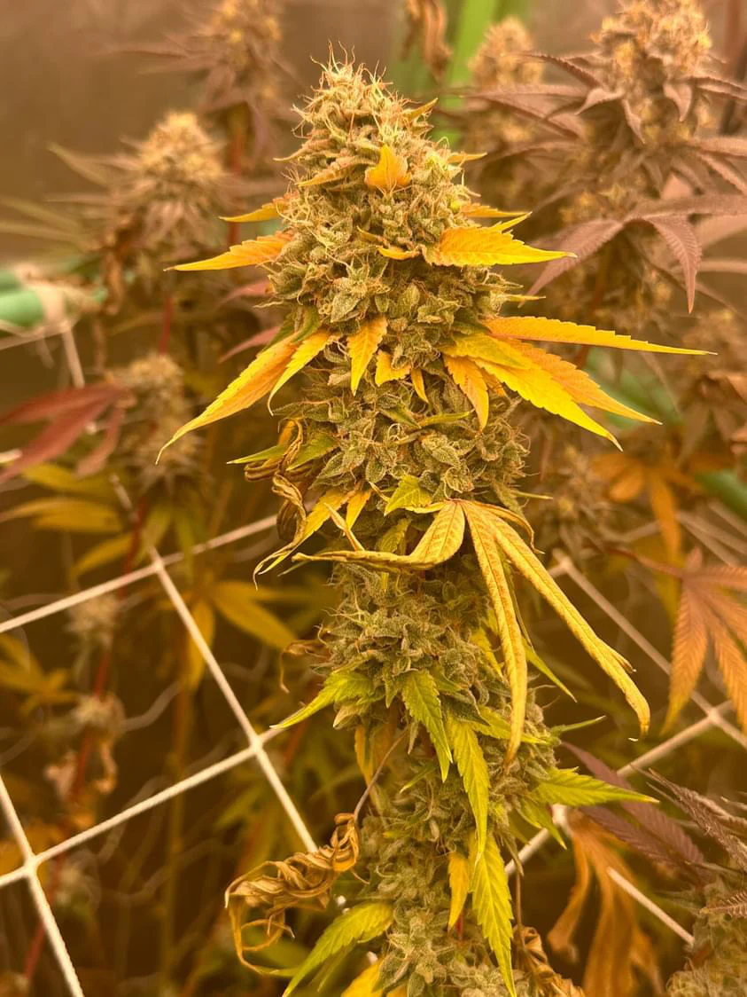 People Under The Stairs - Banana OG x (Sour Sanders/Sour Diesel bx 2) - Image 4