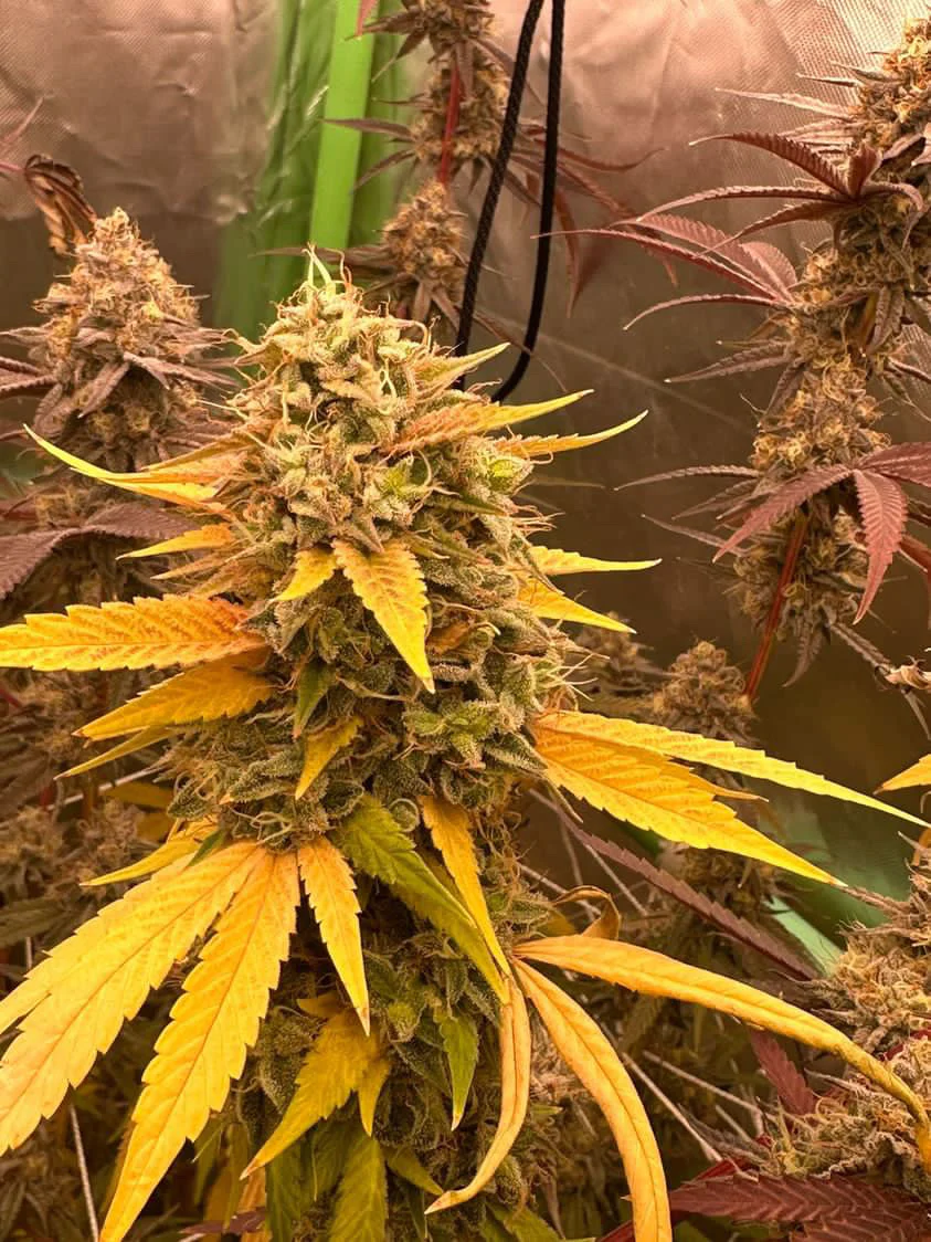 People Under The Stairs - Banana OG x (Sour Sanders/Sour Diesel bx 2) - Image 5