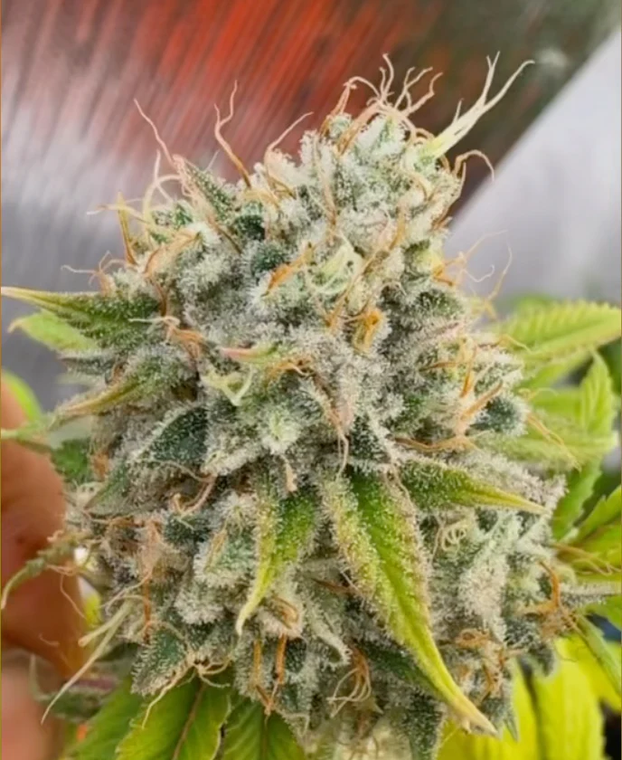 People Under The Stairs - Chem4D F2