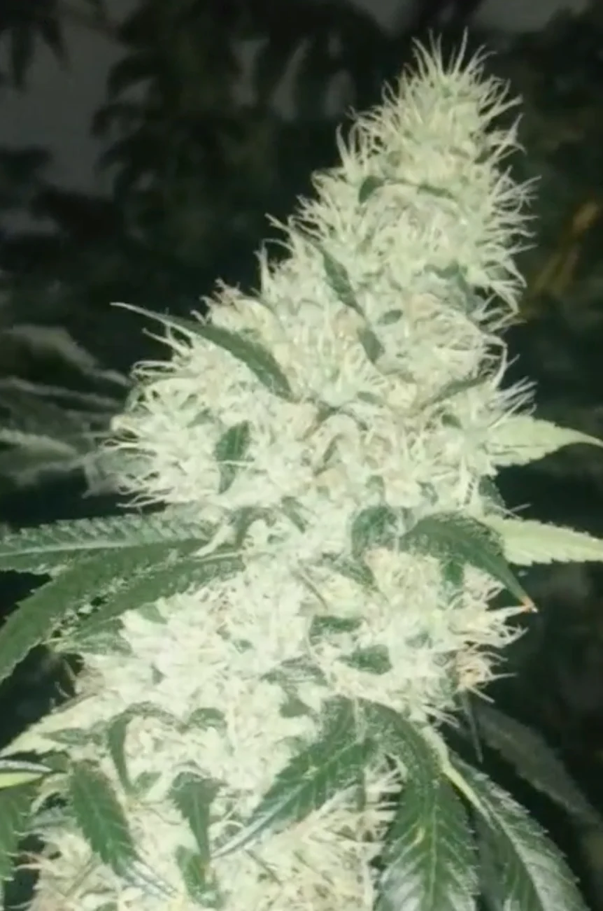 People Under The Stairs - Dubb/Ghost x TCPK (F) - Image 2