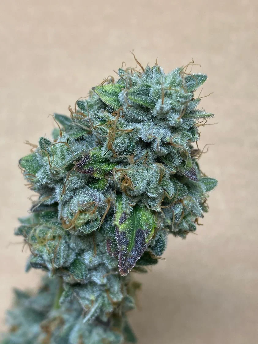 People Under The Stairs - I-95 x Hamantaschen Cookies/Sherbanger - Image 2