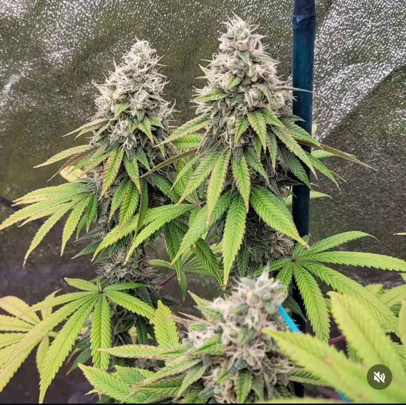People Under The Stairs - Sour Diesel x GMODD