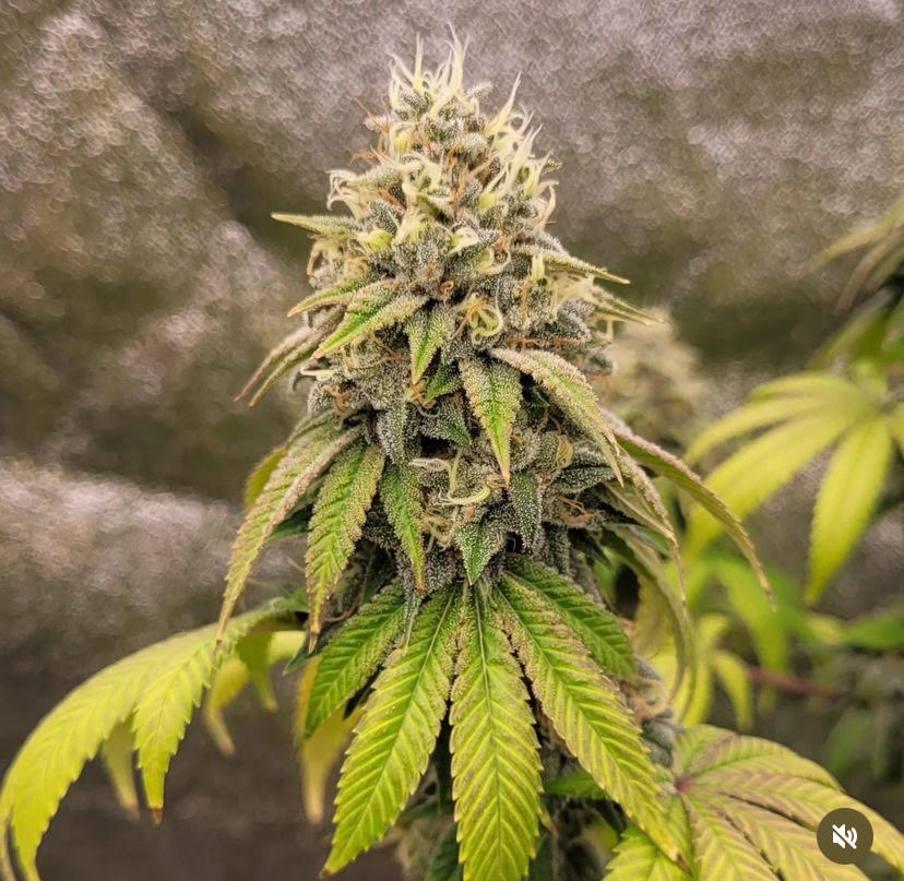 People Under The Stairs - Sour Diesel x GMODD - Image 2
