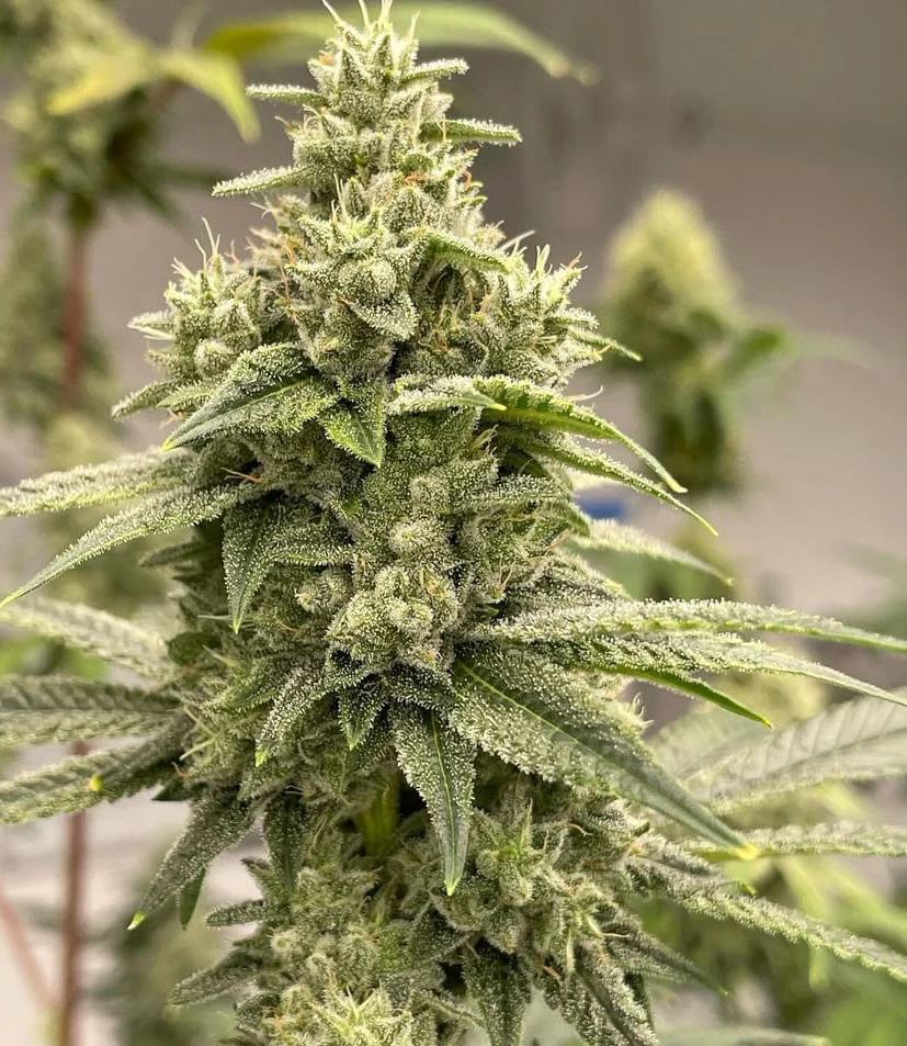 People Under The Stairs - Sour Dubble BC1